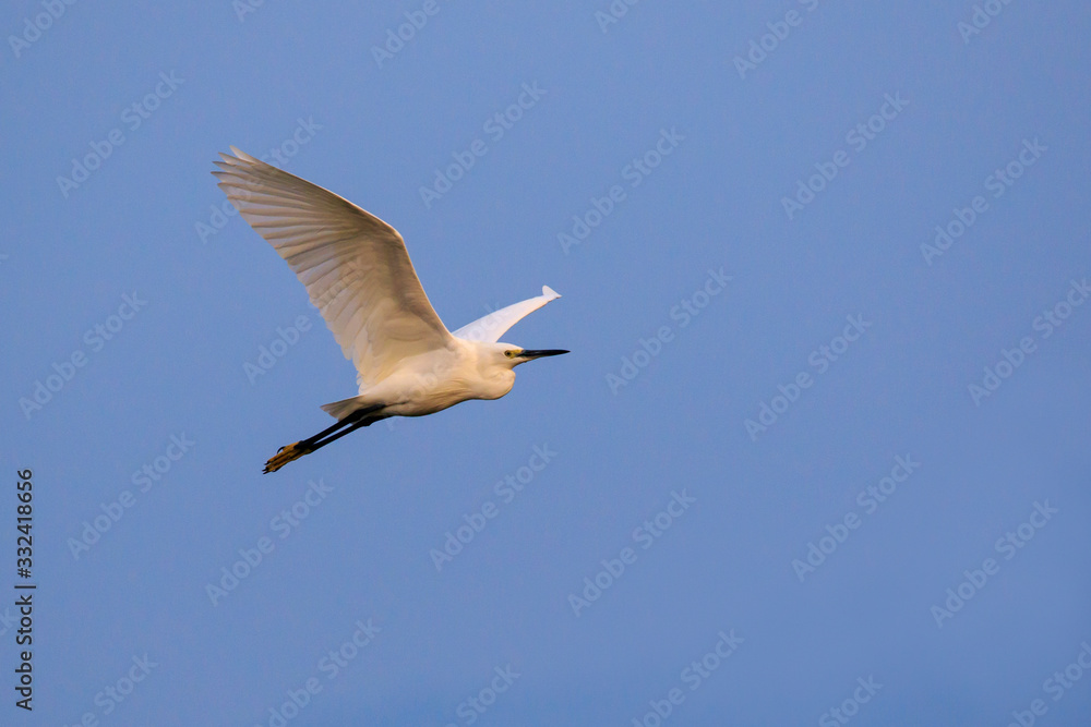 Image of white egret flying in the sky. Animal. white Bird. Image of white egret flying in the sky. Animal. white Bird.