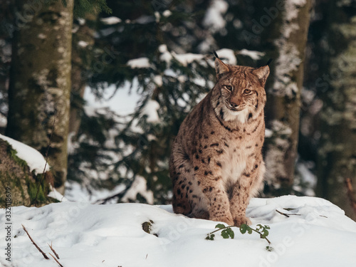 Bobcat at winter forest