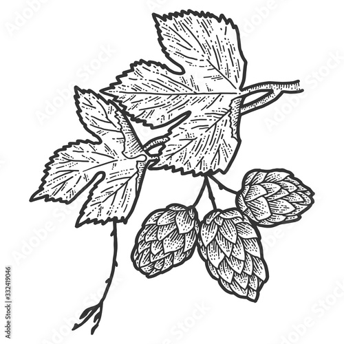 Sprig of blooming hops and leaves. Scratch board imitation. Black and white hand drawn image.