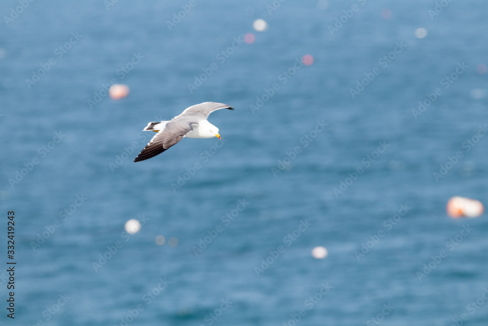 dynamic flying seagull on the sky dynamic flying seagull on the sky