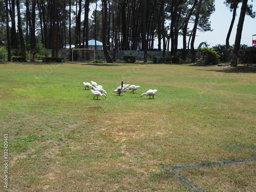 white house geese eat grass on the football field