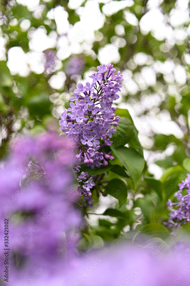 Fresh spring blossom flower, purple color. Fresh spring blossom flower, purple color.