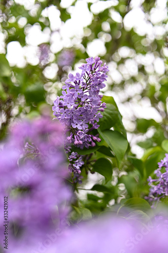 Fresh spring blossom flower  purple color.