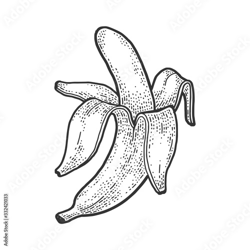 Peeled banana plant sketch engraving vector illustration. T-shirt apparel print design. Scratch board imitation. Black and white hand drawn image.