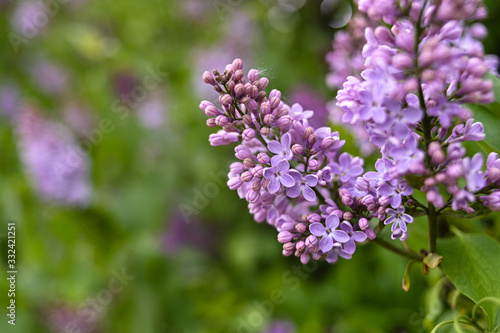 Fresh spring blossom flower, purple color.