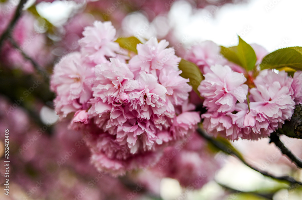 Fresh spring blossom flower, pink color.