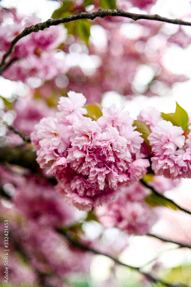 Fresh spring blossom flower, pink color. Fresh spring blossom flower, pink color.