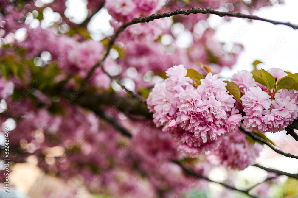 Fresh spring blossom flower, pink color. Fresh spring blossom flower, pink color.