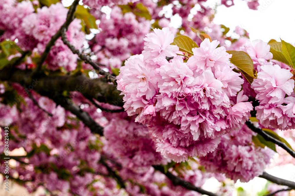 Fresh spring blossom flower, pink color. Fresh spring blossom flower, pink color.