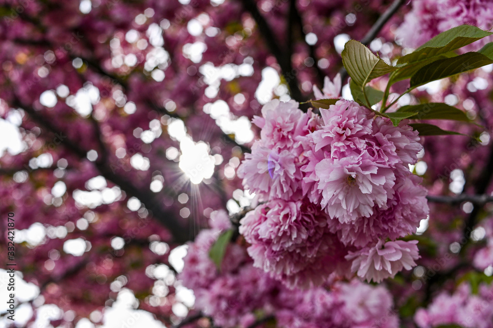 Fresh spring blossom flower, pink color.