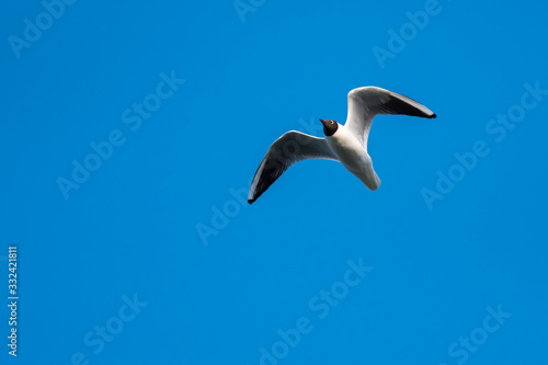 A Black-Headed Gull Flying above the Sea on a Sunny Winter Day