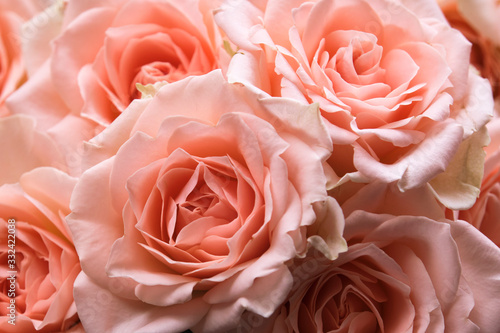 The background of fresh pink roses.