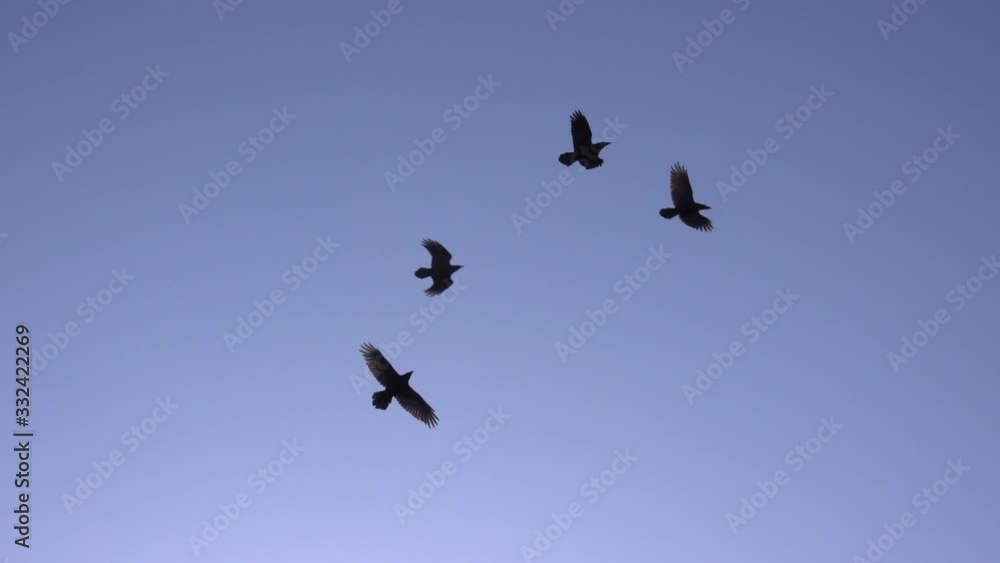 Ravens flying over the sun slow motion blue sky.mov Ravens flying over the sun slow motion blue sky.mov
