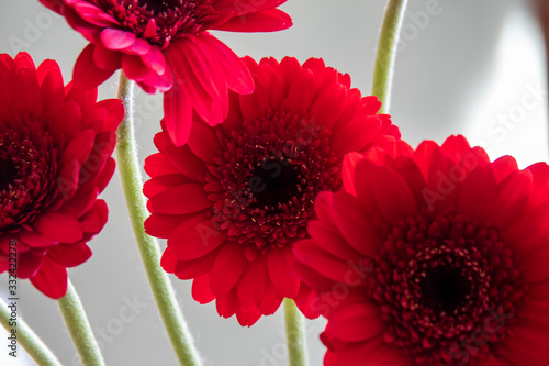 Red gerbera flowers against a background of green nature