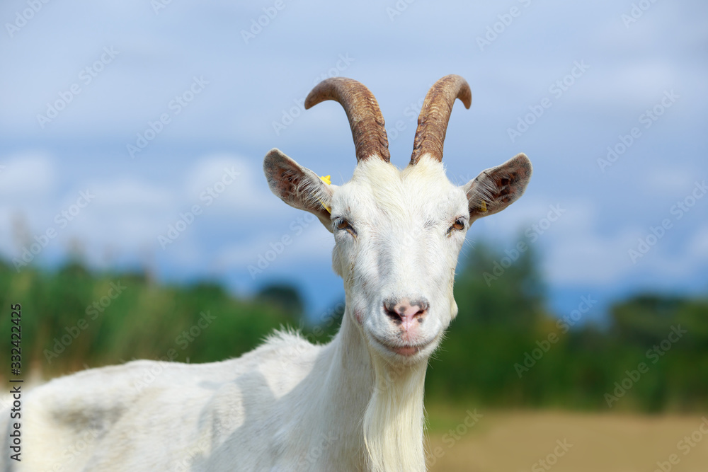 Portrait of goat Portrait of goat