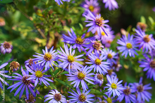 Purple alpine aster flowers in the garden