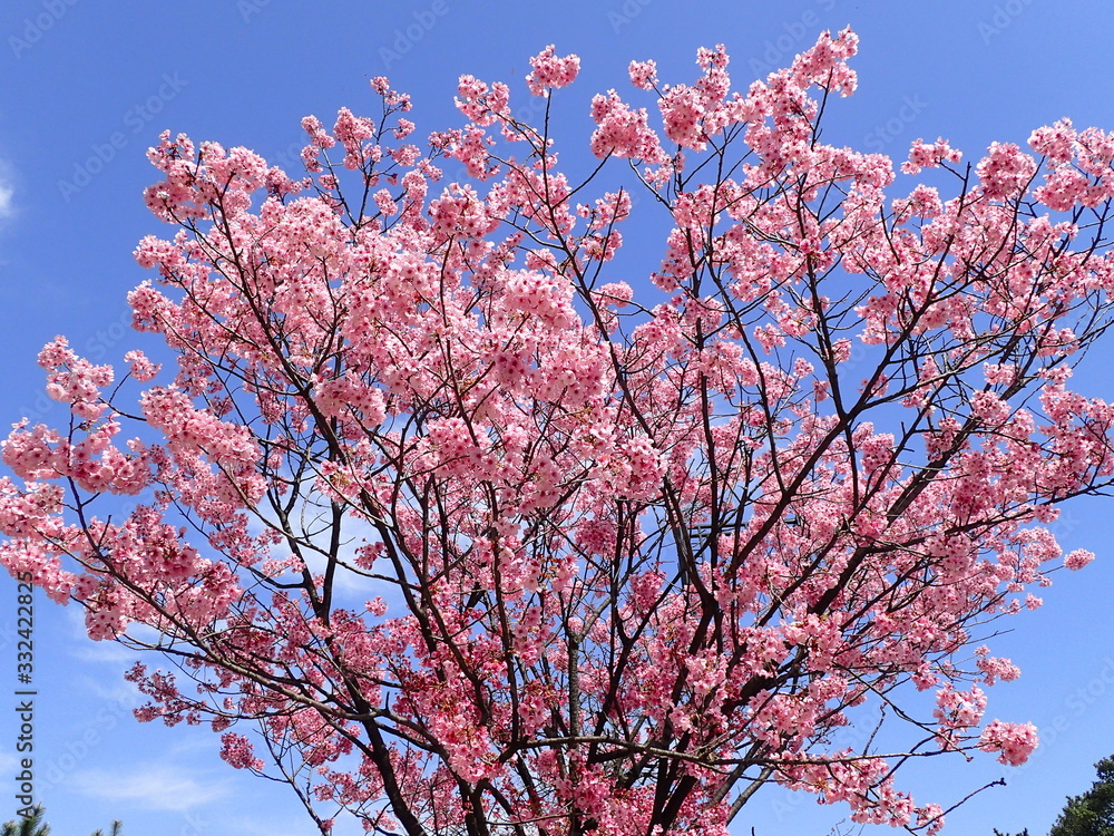 春の青空と濃いピンクの桜の木 春の青空と濃いピンクの桜の木