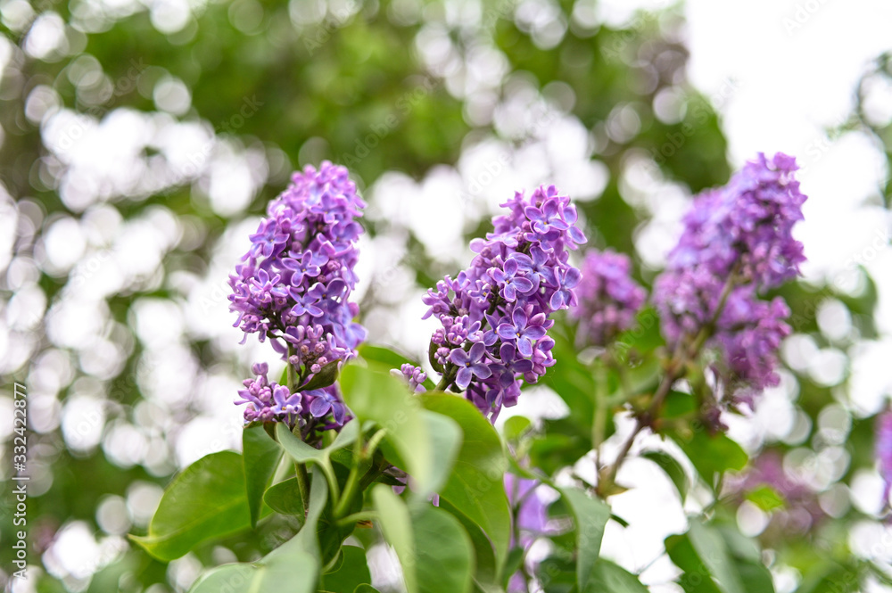 Fresh spring blossom flower, purple color. Fresh spring blossom flower, purple color.