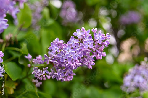 Fresh spring blossom flower  purple color.