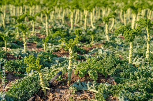 Curly kale grown on a farm field in Spain