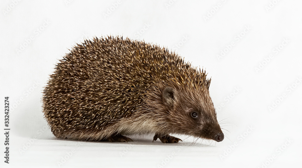 Cute hedgehog on a white background Cute hedgehog on a white background