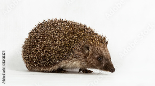 Cute hedgehog on a white background