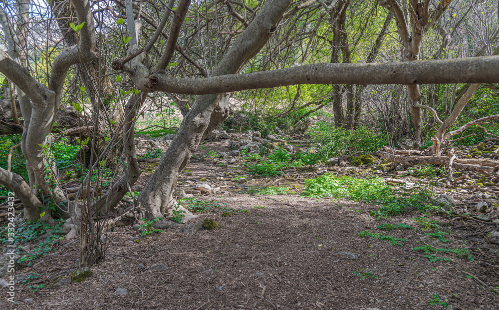 Obraz premium Picturesque and tipical vegetation near to