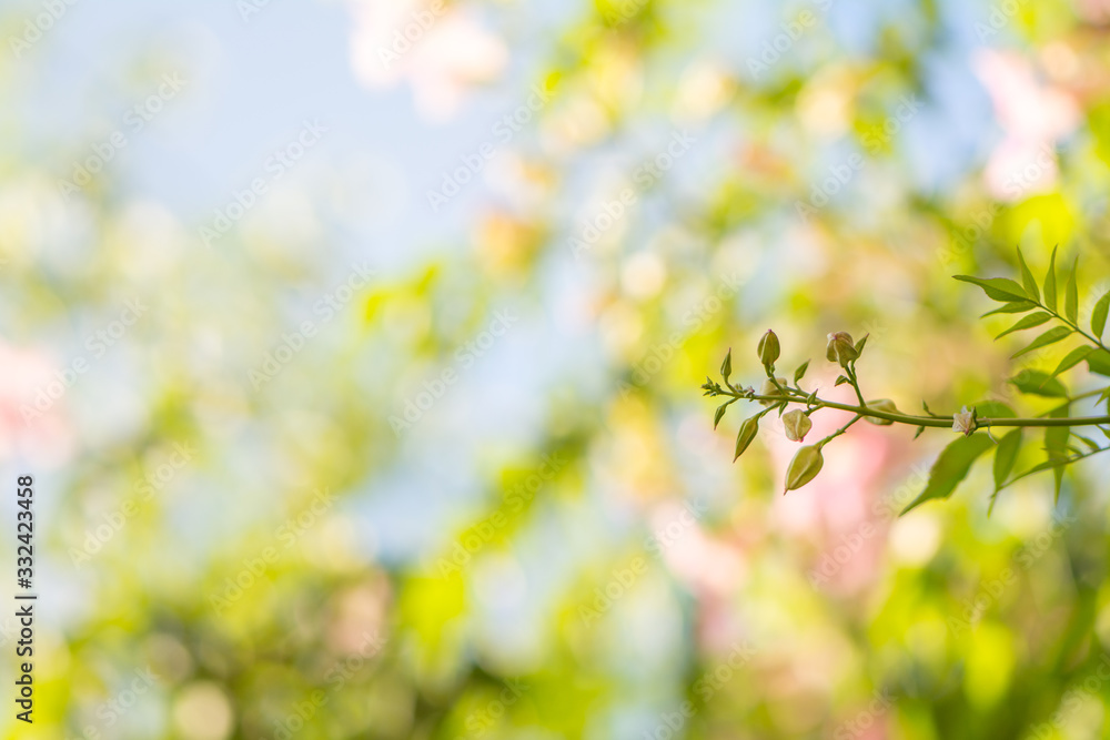 foliage photography with wonderful colorful bokeh foliage photography with wonderful colorful bokeh