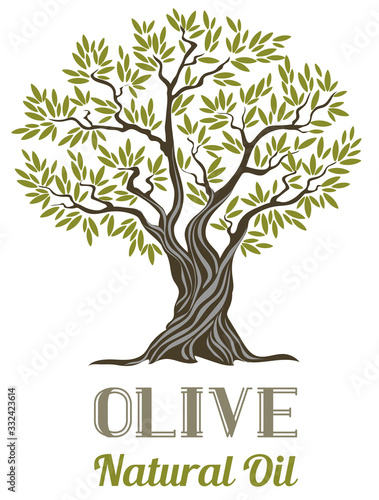 Vector olive tree. Olive oil label