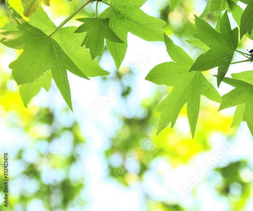 green leaves of tree