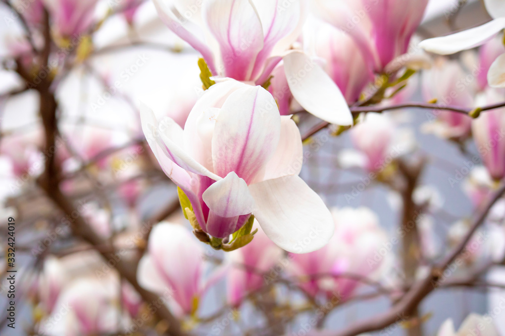 Obraz premium Pink Magnolia 