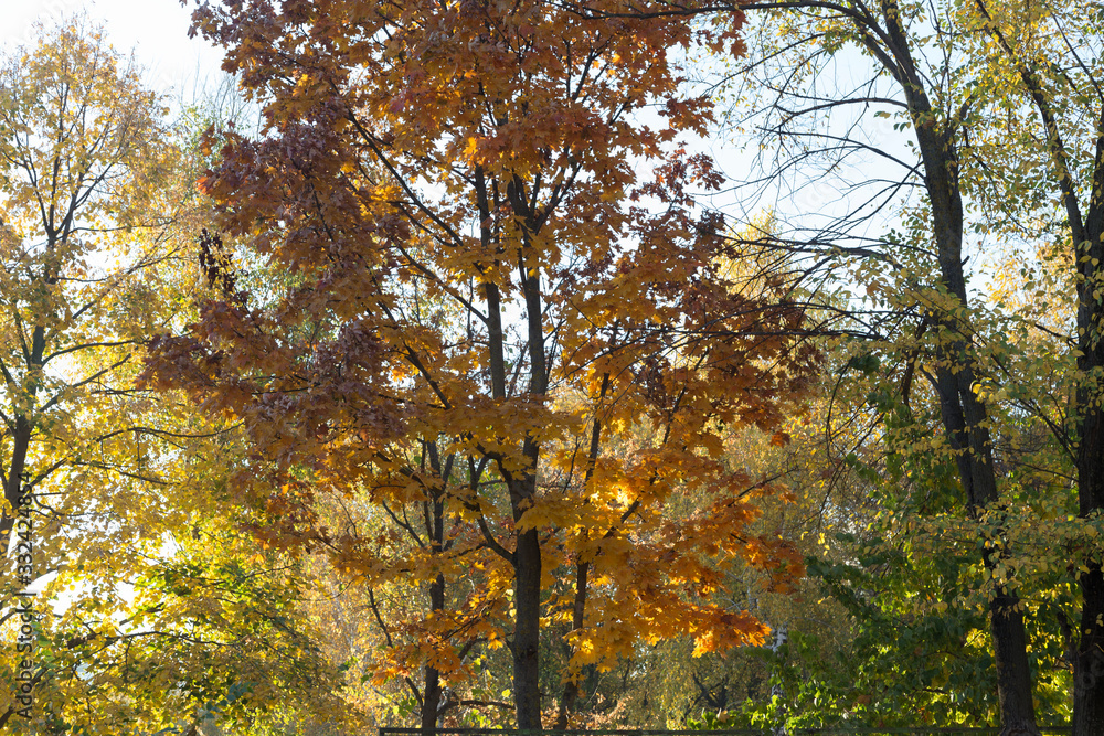 Beautiful autumn view in parks of Chisinau. Beautiful autumn view in parks of Chisinau.