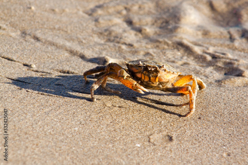 Crabe au soleil couchant