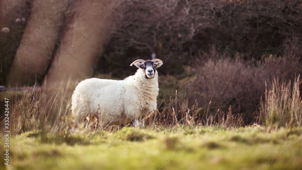 Obraz premium Voyage en Ecosse