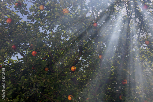Fog and apple garden in the sunny day.