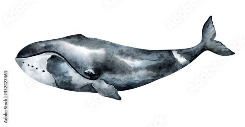 Watercolor bowhead whale illustration isolated on white background. Hand-painted realistic underwater animal art. photo