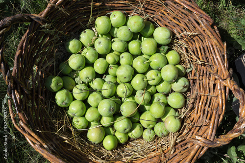 Photos Harvest of apples in the wicker basket.
