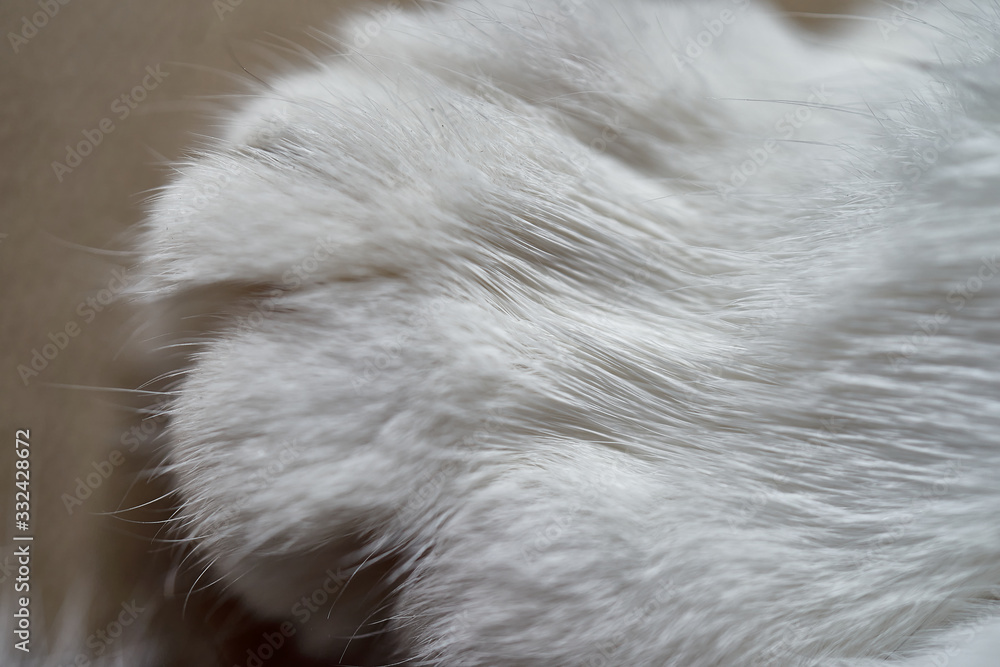 close-up of the front paw of a cat with white fur, abstract impression, texture or background
