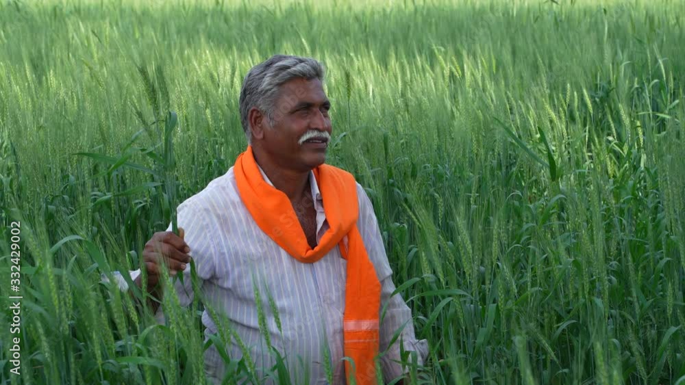 Indian Farmer looking and observing in green wheat field Indian Farmer looking and observing in green wheat field