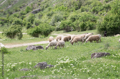 Sheep facing each other in a green field.