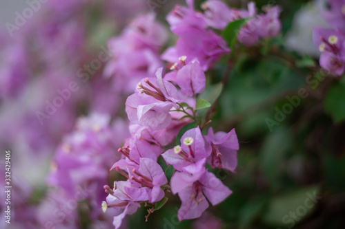 Close up light purple paper flower in soft focus background
