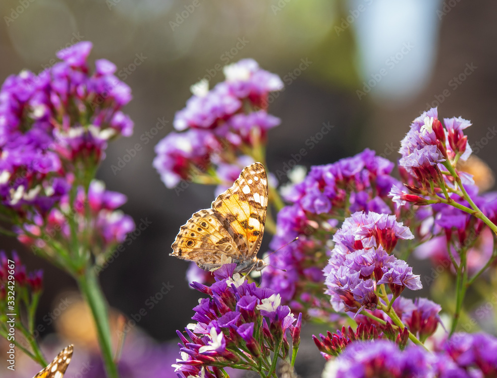 Obraz premium The butterfly on a flower in sunlight
