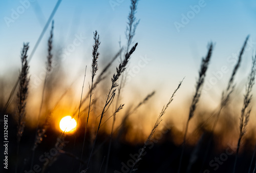 Gras Gräser Halme Silhouetten Gegenlicht Sonnenuntergang Dämmerung Sonnenaufgang Licht Stimmung Atmosphäre Abend Farbenspiel Verlauf Nahafunahme Gefühl Emotion Sorge Hoffnung Zuversicht Aussicht