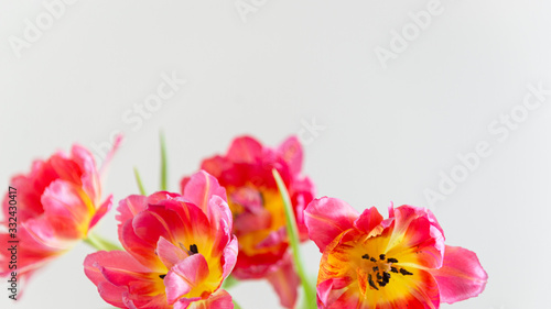 Fresh red tulip flowers bouquet. Close up. Selective focus. Greeting card  happy birthday  mother s day  easter  spring gift