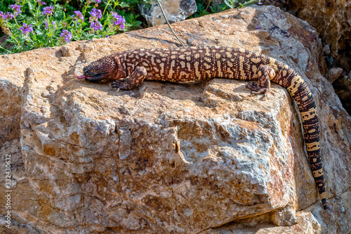 Hissing Mexican Beaded Lizard climbing across a Garden Boulder photo