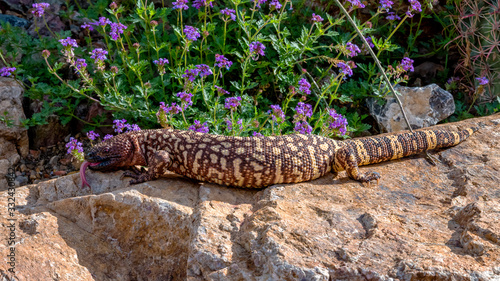 Hissing Mexican Beaded Lizard climbing across a Garden Boulder photo