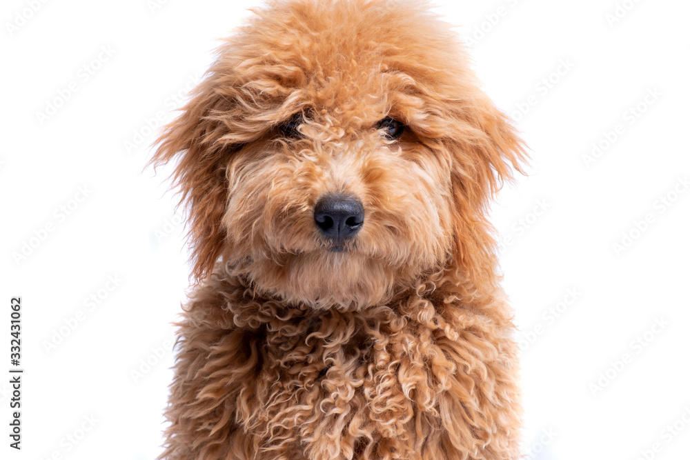 Retrato con fondo blanco de un cachorro de Mini Goldendoodle Labradoodle Retrato con fondo blanco de un cachorro de Mini Goldendoodle Labradoodle