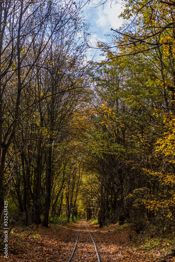 autumn in the forest