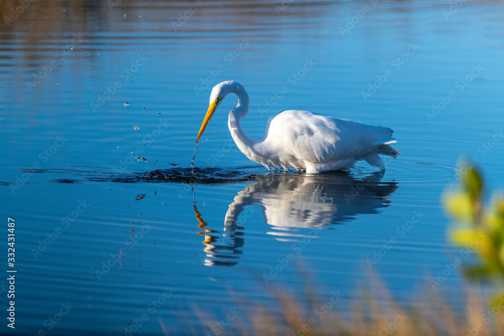Obraz premium A great egret hunting for food