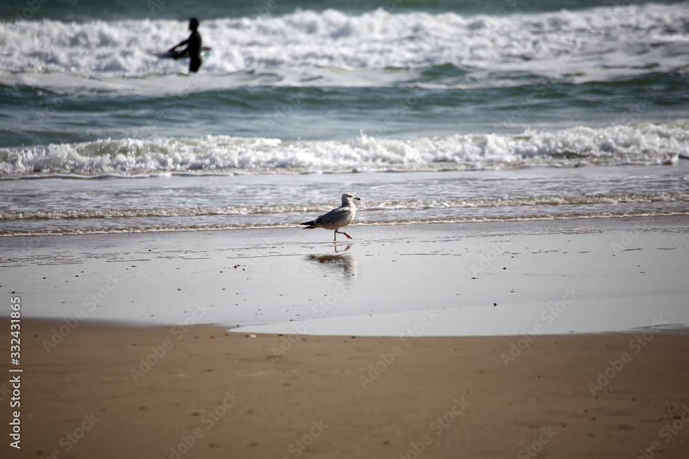 Seagull and Surfer